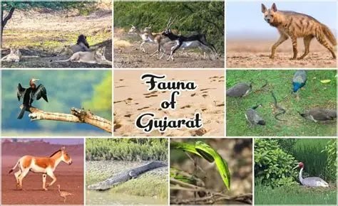 Sasan Gir Lion Weekend