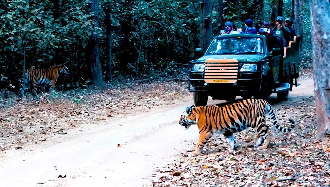 Kanha & Bandhavgarh Tiger Safari